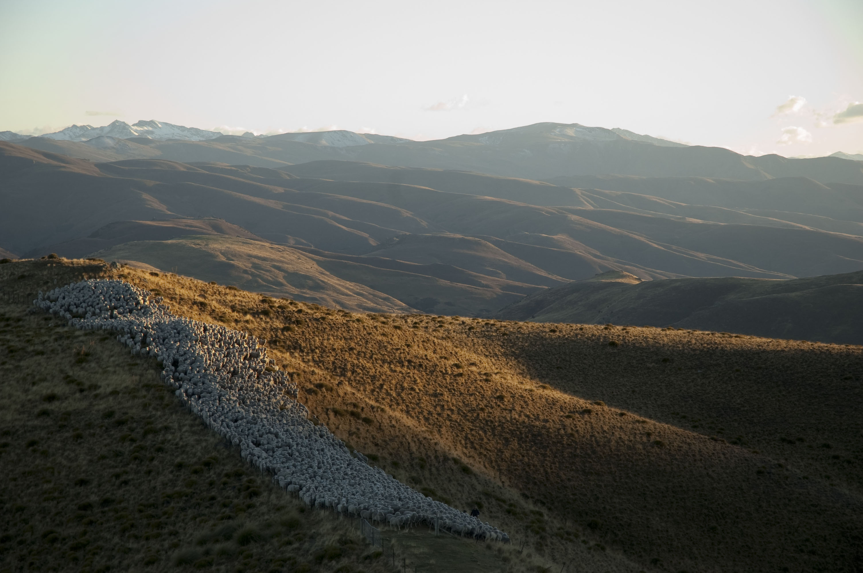 merino-sheep-landscape-01.jpg